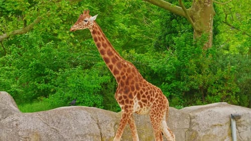 Girafe africaine contre des arbres verts dans un zoo en gros plan