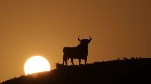 Bull Silhouette Stands Watch Atop a Hill