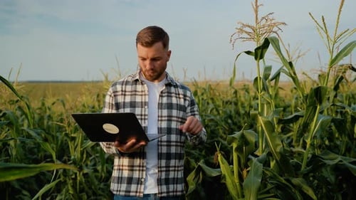 Farmer Using Laptop to Monitor Corn Crop in the Field at Sunset