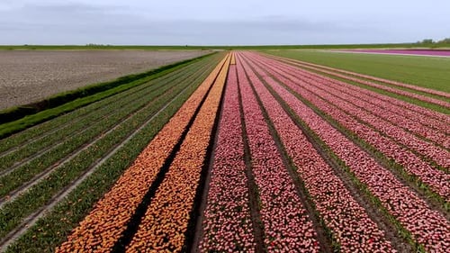 Aerial View: Pink and Orange Tulip Flower Fields