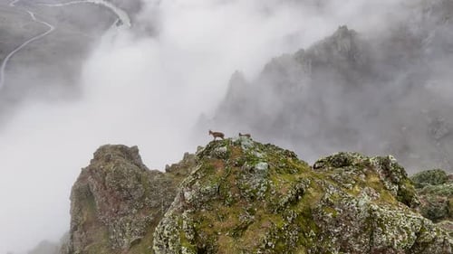 animal