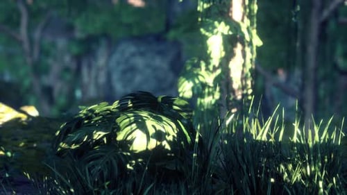 Jungle Forest Trees in Deep Fog