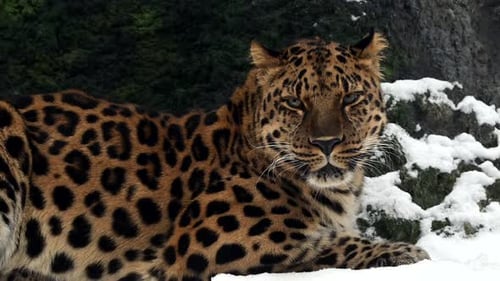 Majestic Leopard Resting and Rising in Winter Snow