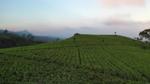 Green tea in the morning
