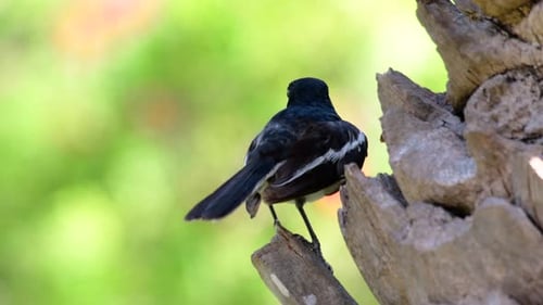 The Oriental magpie-robin is a very common passerine bird in Thailand in which it can be seen anywhe