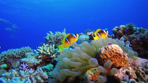 Underwater Tropical Blue Sea Clownfish