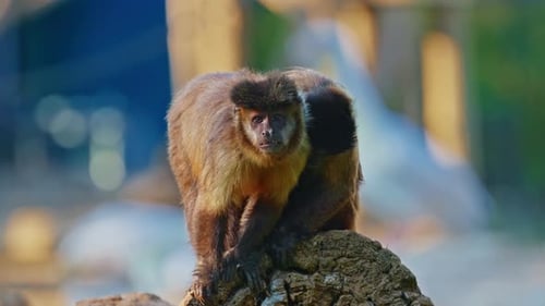 Two Brown Monkeys Sitting on Rock