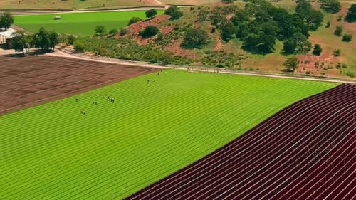Farmers Tending Rolling Agricultural Farm Fields, Aerial Panorama