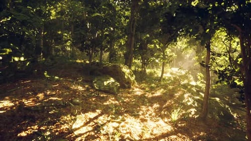 Serene Forest Landscape Illuminated By Soft Sunlight During Early Morning Hours