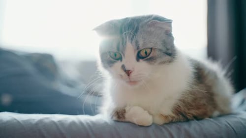 Scottish Fold Cat Yawning on a Bed in Daylight
