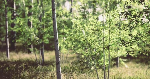 Lush Green Trees Thriving in a Serene Forest During Afternoon Light