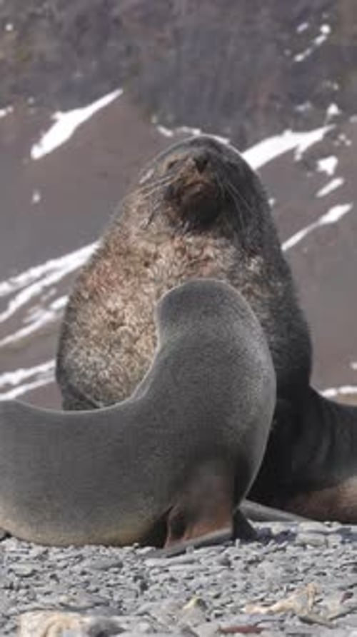 Vertical View, Antarctic Fur Seal and Pup, Animals in Natural Habitat