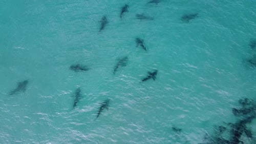 Sandbar sharks (Carcharhinus plumbeus) in shallow sea water - Rotating, Aerial view