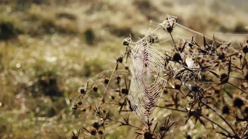 Nahaufnahme einer Spinne auf einem Spinnennetz