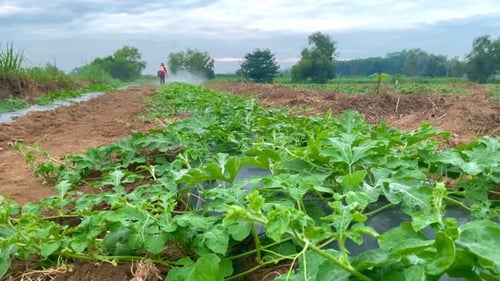 Farmer Spraying Crops in Agricultural Field