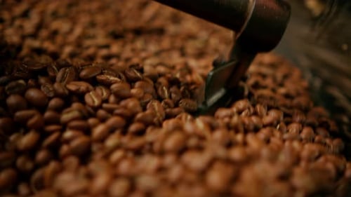 Coffee Beans Stirring in Roasting Machine