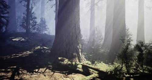 Enchanted Forest with Tall Trees and Soft Sunlight Filtering Through Fog