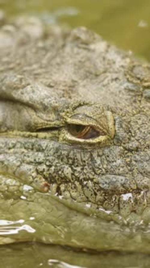 Crocodile Eye Closing in Slow Motion