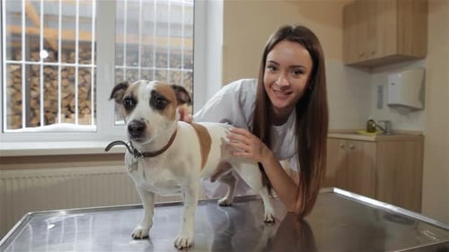 Veterinarian Comforting Jack Russell Terrier on Exam Table