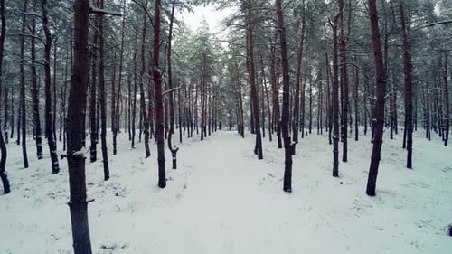 Winter Pine Forest Road Flying Drone Fpv