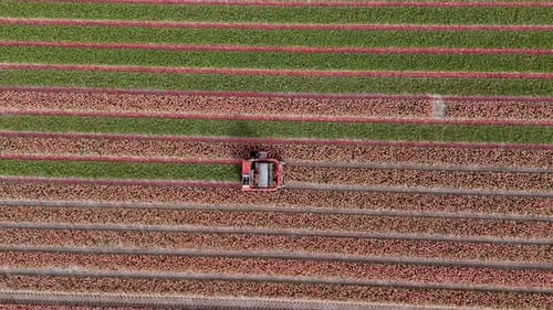 Above the Fields: Aerial View of Pink Tulips Being Topped