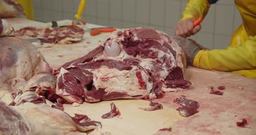 Butcher Processes Raw Beef at a Meat Processing Plant Meat Processing Plant Concept