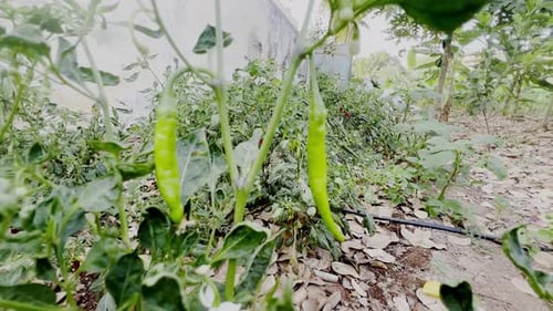 Green Chili Peppers Growing in Rural Garden