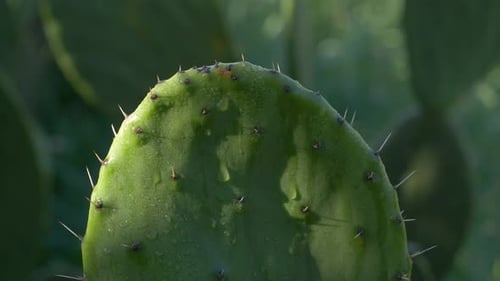 Detailed close-up shot captures cactus spikes. Sharpness and texture of plant visible.