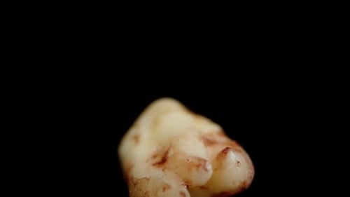 Human Molar Close Up on Black Background