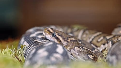 Resting python on moss, capturing detailed textures and nature's calm in close-up