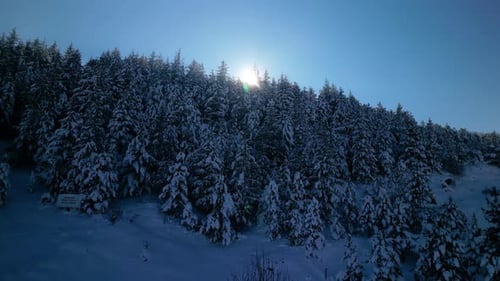 Snow Covered Trees in a Winter Forest