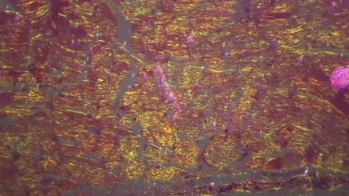 Close Up of Microscopic Heart Tissue