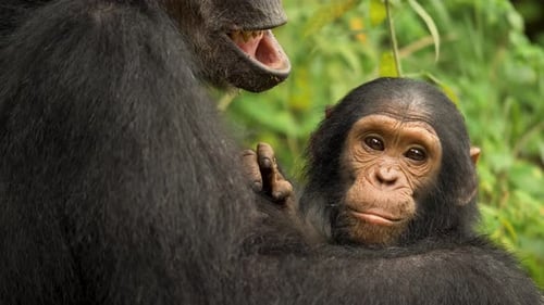 Close-up footage of baby chimpanzee looking into the camera