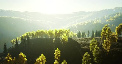 La lumière du soleil danse sur un paysage forestier serein à l'aube