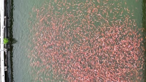 Aerial view of floating net cages for tilapia fish farming in a large freshwater reservoir.
