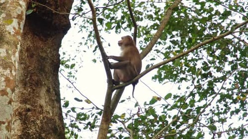 Monkey sits on a tree branch in a lush forest during the day