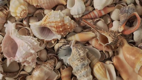 Seashells on the coast. Summertime, vacation, travel, tourism concept - seashell lie on beach