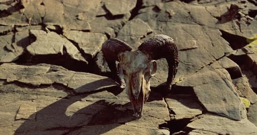Ancient Ram Skull on Rocky Terrain Under Warm Sunlight