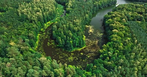 River and forests. Aerial view of wildlife in Poland
