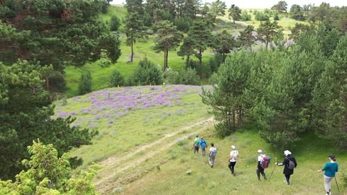 Aerial View Of Group Of People Trekking In Forest