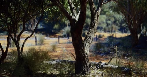 Sunlit Australian Bushland with Eucalyptus Trees and Dry Terrain