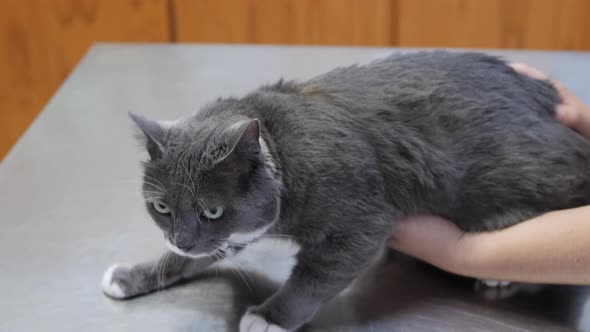 Veterinarian scanning a nervous gray cat’s microchip during a checkup ...