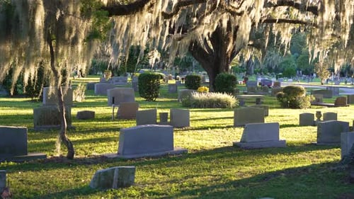 Cemetery Graveyard with Many Tombstones at Sunset Burial Place Under Southern Oak Trees on Green