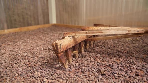 Raking Cacao Beans with wooden rake., Food Stock Footage ft. botany ...