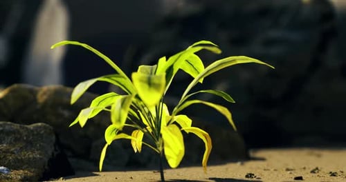 New Plant Sprouting in a Rocky Environment During Bright Daylight Hours