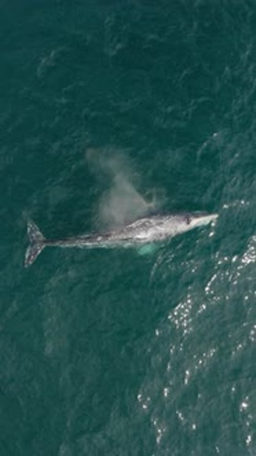 Whale Peacefully Swimming in the Ocean Showing Majestic Marine Life in Its Natural Habitat