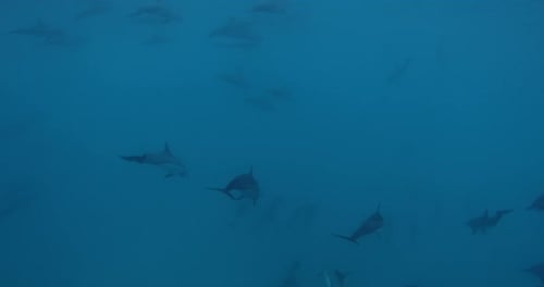 Dolphins Pod Swims Underwater in Blue Sea Dolphin Family in Maldives