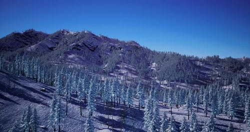 Aerial Fly Over Snowy Winter Mountains and Pine Trees