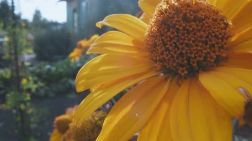 Detailliertes Makro von Sonnenblumenblättern Intime Makrofotografie, die die Feinheiten der Sonnenblumenblätter einfangen