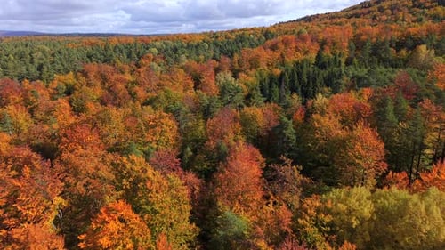 Aerial View of Colorful Autumn Forest with Orange and Green Trees